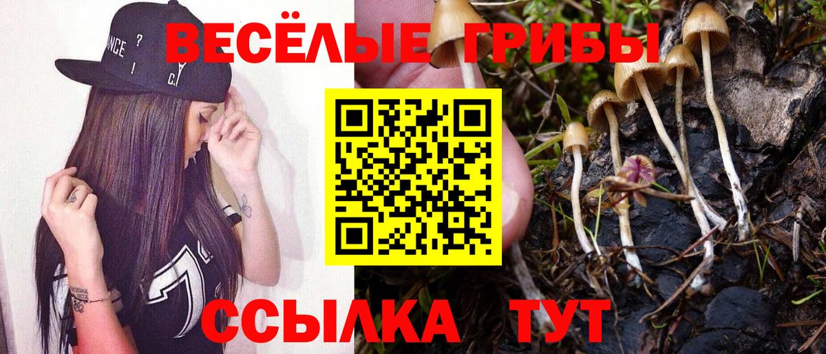Новомосковск  Галлюциногенные грибы Psilocybine cubensis  Вход с VPN 